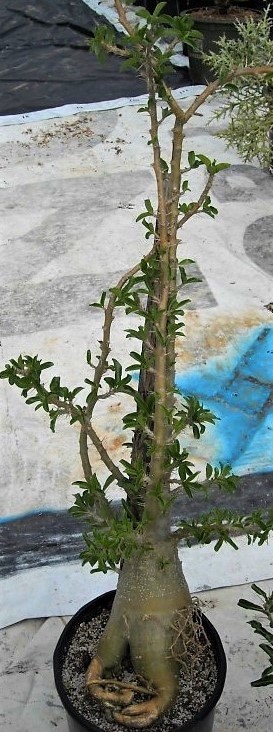 Pachypodium lealii var. Saundersii | The Cactus King